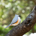 Handmade Tufted Titmouse Bird Figurine, Wooden Tufted Titmouse Carving, Unique Small Bird Statue for Home Décor or Collectible Gift
